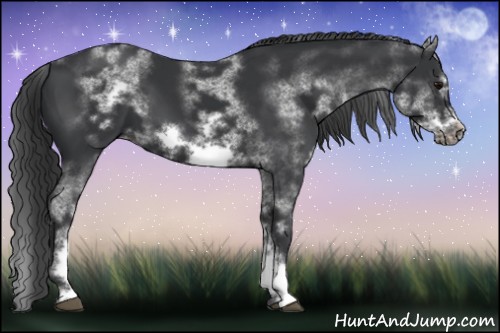 Horse Color:White Spotted Black Sabino Frame