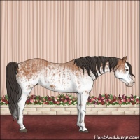 Horse Color:White Spotted Bay Splash  and White Spotted Bay Splash 