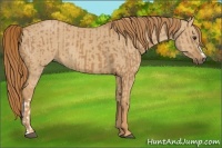Horse Color:Chestnut  and Red Dun 