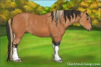 Horse Color:Chestnut  and Bay 