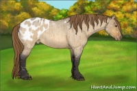 Horse Color:Buckskin Roan Dun Frame Appaloosa 