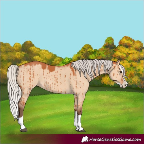 Horse Color:Silver Bay Dun Splash Brindle 