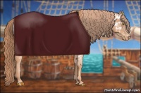 Horse Color:Gold Champagne Appaloosa  and Gold Champagne Appaloosa 