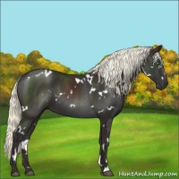 Horse Color:White Spotted Liver Chestnut Mushroom