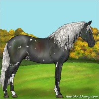 Horse Color:White Spotted Liver Chestnut Mushroom 