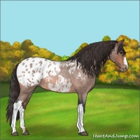 Horse Color:Bay Roan Appaloosa 