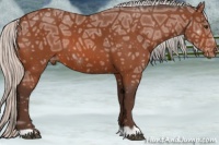 Horse Color:Silver Bay Ice Appaloosa 