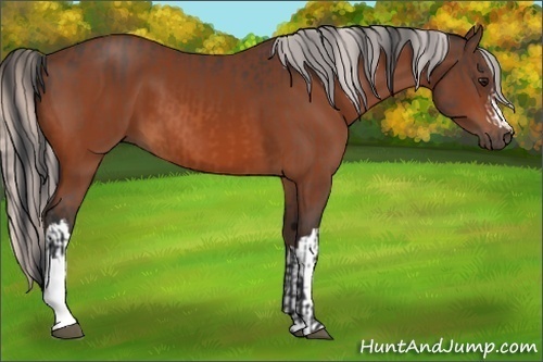 Horse Color:Bay  and Silver Bay 