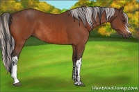 Horse Color:Bay  and Silver Bay 