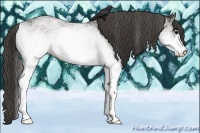 Horse Color:White Spotted Grullo Varnish 