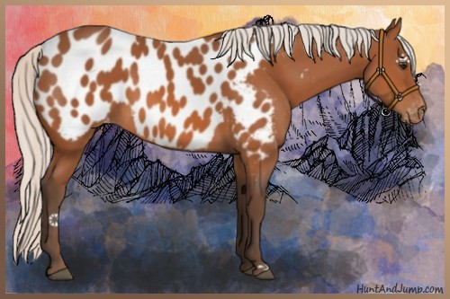 Horse Color:Silver Bay Near Leopard