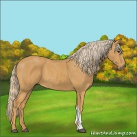 Horse Color:Palomino 