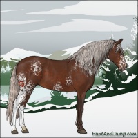 Horse Color:White Spotted Silver Bay Sabino