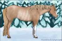 Horse Color:Liver Chestnut Pearl Rabicano 