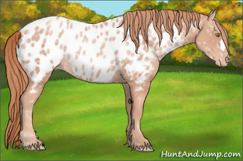 Horse Color:Gold Champagne Ice Appaloosa Rabicano