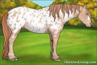 Horse Color:Gold Champagne Ice Appaloosa Rabicano 