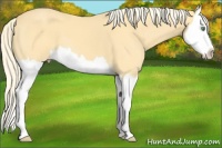 Horse Color:Gold Cream Champagne Splash 