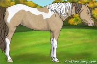 Horse Color:Classic Cream Champagne Tobiano 