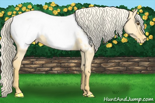 Horse Color:Palomino Dun Near Fewspot