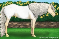 Horse Color:Palomino Dun Appaloosa
