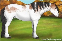 Horse Color:White Spotted Bay Tobiano Rabicano