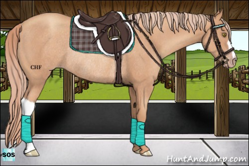 Horse Color:Gold Champagne Rabicano 