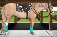 Horse Color:Gold Champagne Rabicano