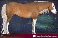 Horse Color:Chocolate Palomino Splash 