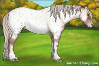Horse Color:Gray Silver Amber Champagne Roan Onyx Appaloosa