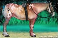 Horse Color:Red Onyx Appaloosa