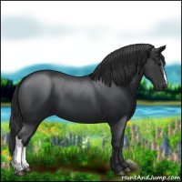 Horse Color:Black 