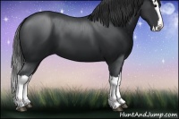 Horse Color:Black Splash