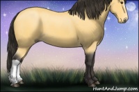 Horse Color:Buckskin 