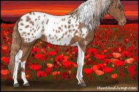 Horse Color:Chestnut Tobiano Blanket