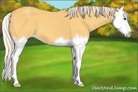 Horse Color:Palomino Splash 