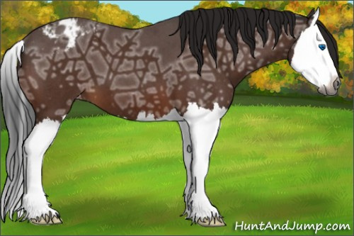 Horse Color:Gray Brown Ice Roan Splash Appaloosa 