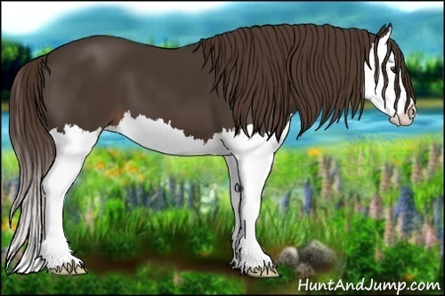 Horse Color:Liver Chestnut Splash 