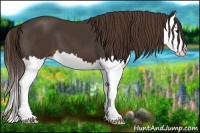 Horse Color:Liver Chestnut Splash 