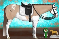 Horse Color:Amber Champagne Splash Varnish Rabicano 
