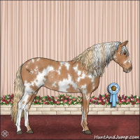 Horse Color:White Spotted Chestnut Rabicano