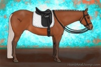 Horse Color:Silver Bay 