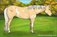 Horse Color:White Spotted Palomino 