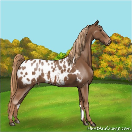 Horse Color:Chestnut Blanket 