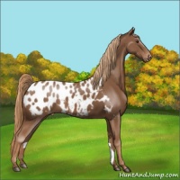 Horse Color:Chestnut Blanket 