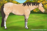 Horse Color:Buckskin Ice 