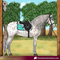 Horse Color:Bay Dun Appaloosa 