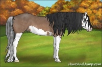 Horse Color:Brown Dun Splash