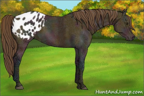 Horse Color:Midnight Buckskin Ice Appaloosa Rabicano