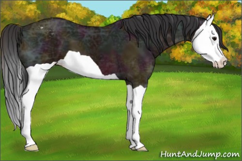 Horse Color:Midnight Bay Ice Splash Appaloosa 
