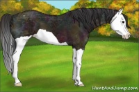 Horse Color:Midnight Bay Ice Splash Appaloosa 